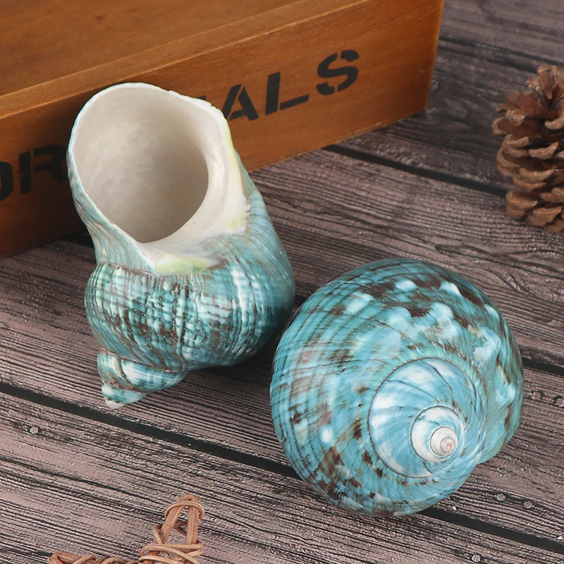 Натуральный ракушка морской раковины Улитка аквариум украшения рулон моллюсков