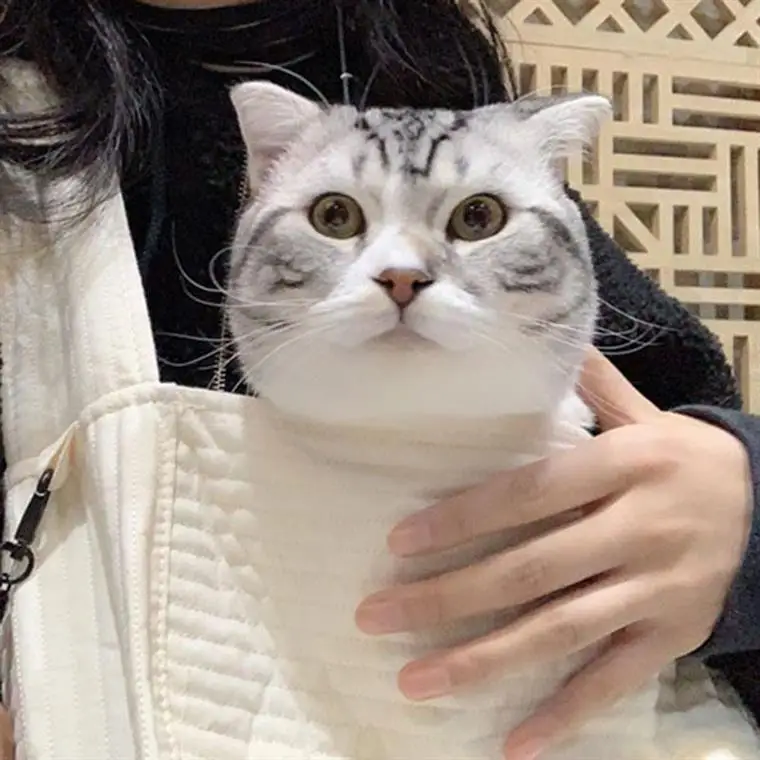 Новинка 2020 мягкая сумка через плечо в виде пельменей Корейская Холщовая Сумка