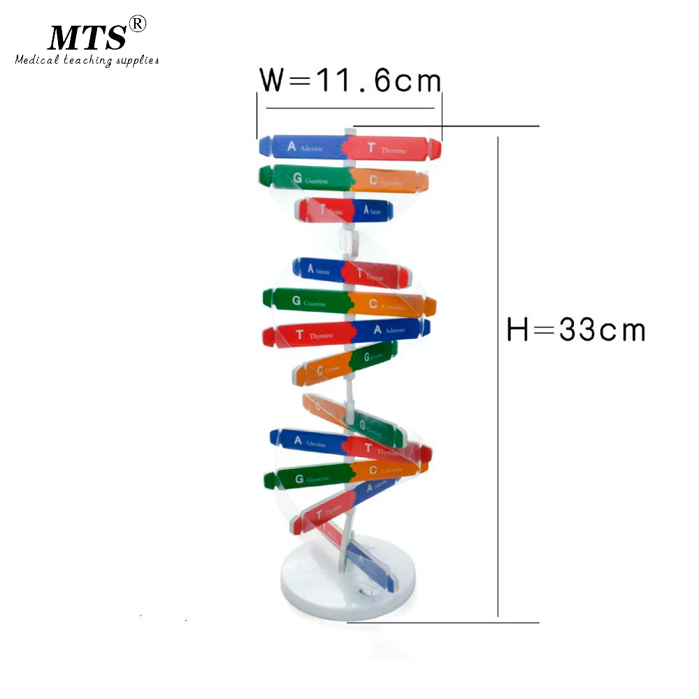 Модель ДНК детская развивающая двойная завитка своими руками оборудование для