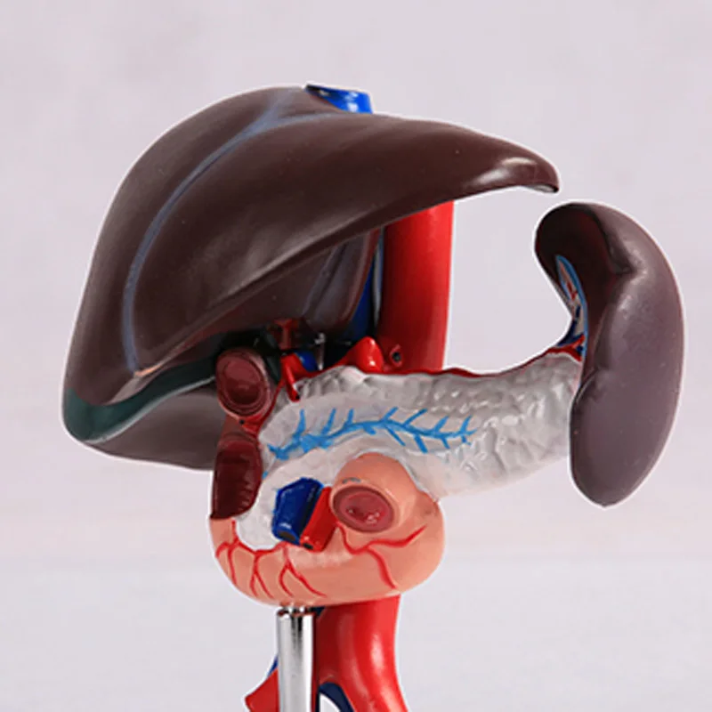 Печени поджелудочной железы модель двенадцатиперстной кишки для медицинской