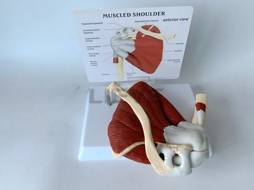 Модель человеческого скелета плечевого отверстия на ключицах модель мышц