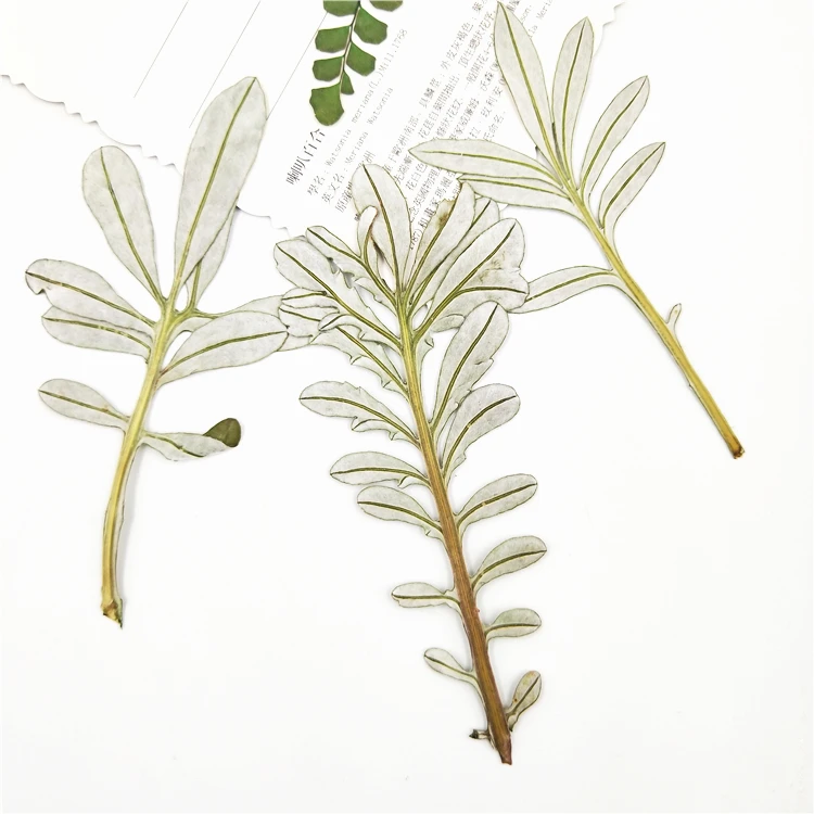 8 шт. натуральные зеркальные листья для фотографий|Искусственные и сухие цветы| |