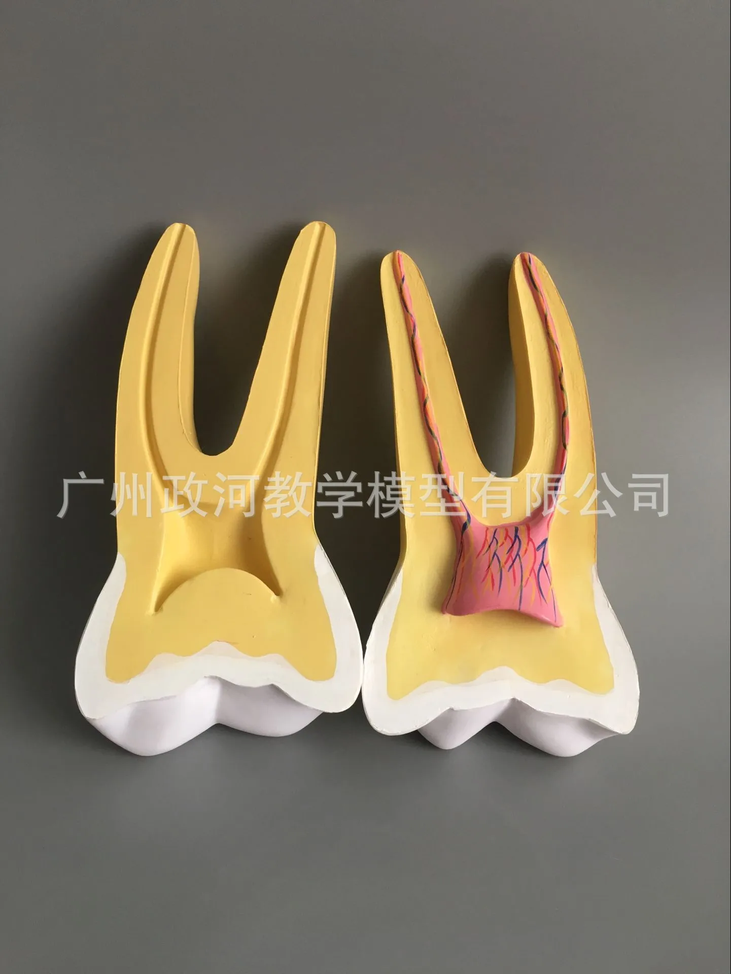 Увеличенная модель зубов для полости рта 12 шт./компл. анатомическая с