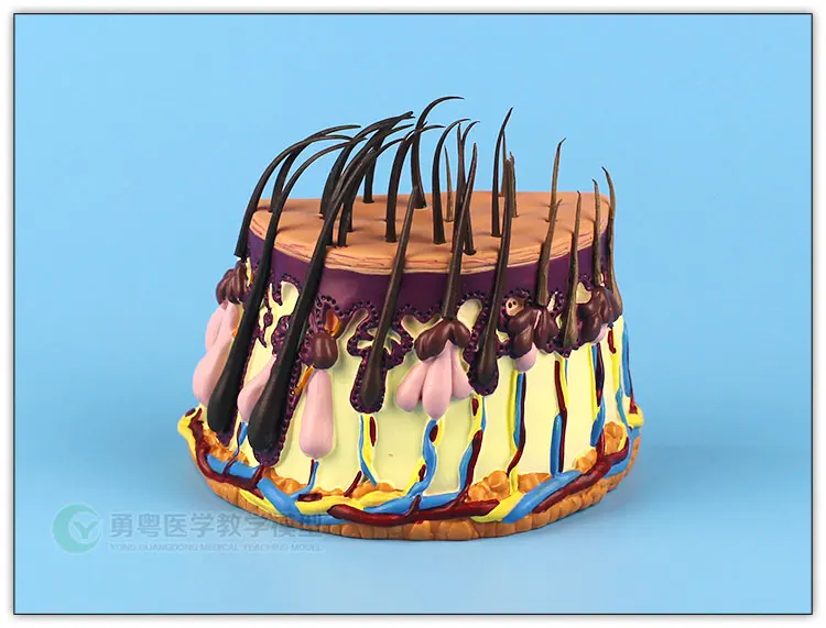 

Процесс роста волос, волосяные фолликулы, усиление анатомии кожи человека, бесплатная доставка