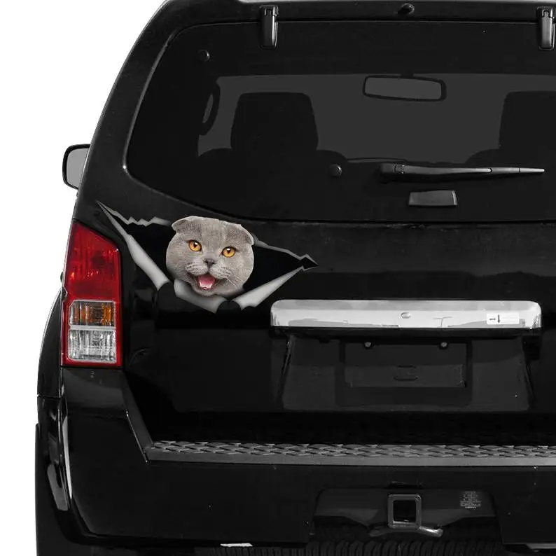 

2021 Grey scottish fold car sticker, cat car decal, scottish fold magnet