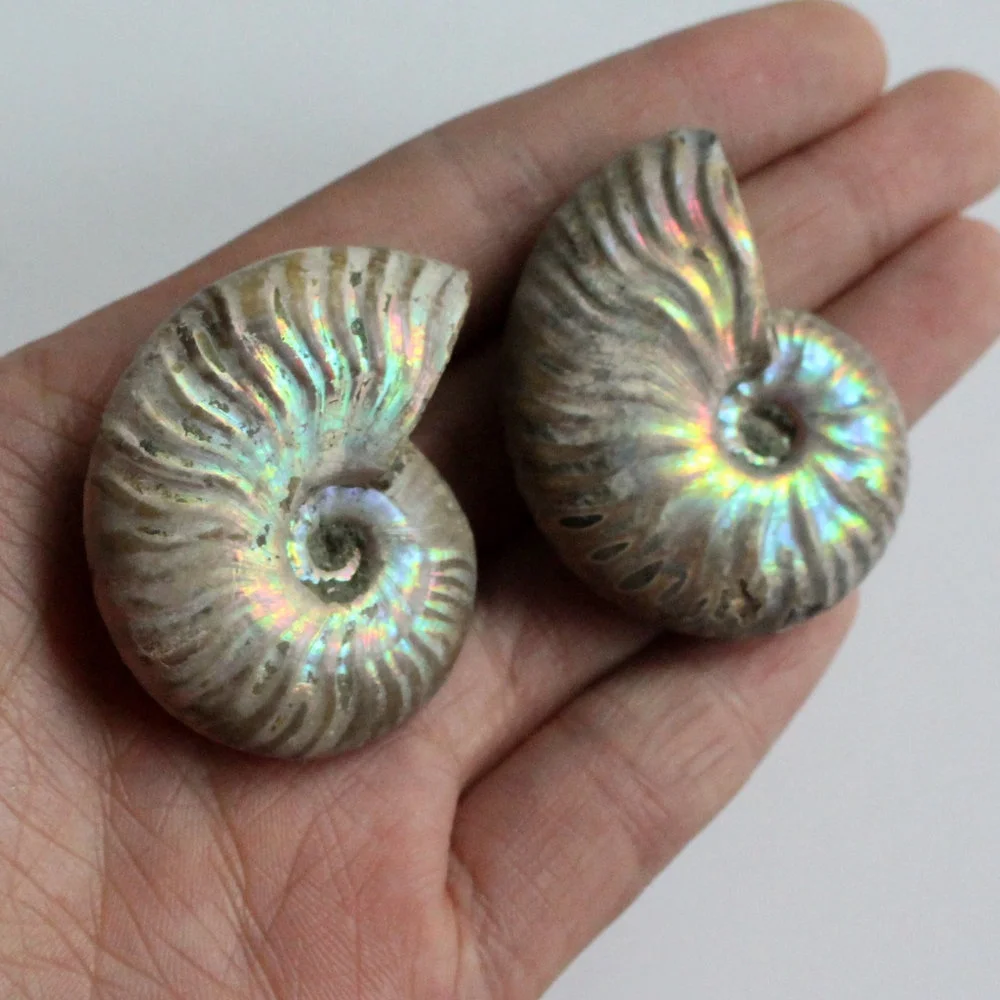 1 шт Immemorial аммония Fossil Shell Красочные shell коллекция минеральных образцов|Камни| |