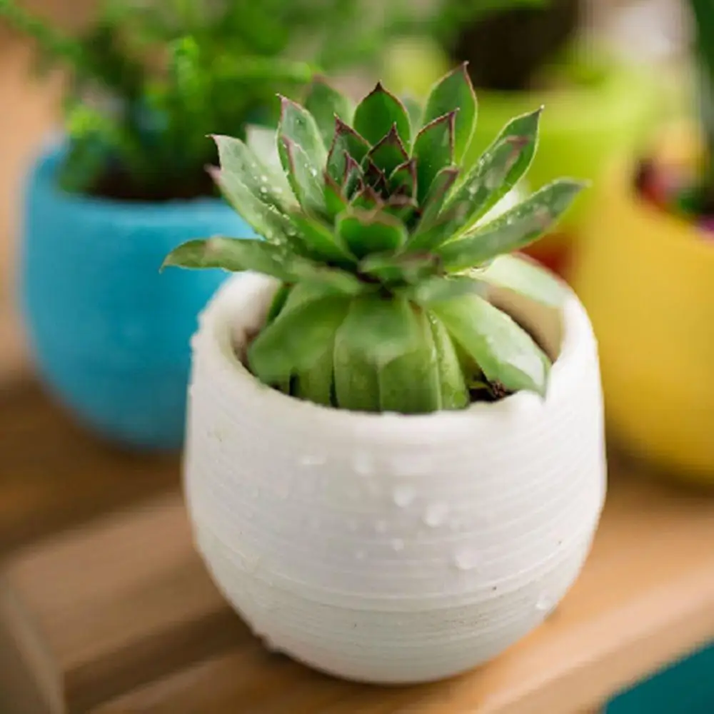 

55% Dropshipping!! Cute Succulent Plants Flower Pot Saucer Tray Planter Home Desk Garden Decor