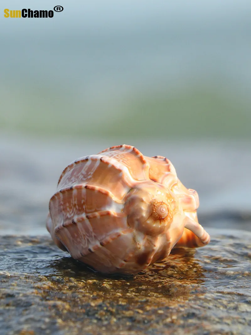 Пианино с улиткой натуральная раковина спиральная морская рыба краба мясистый
