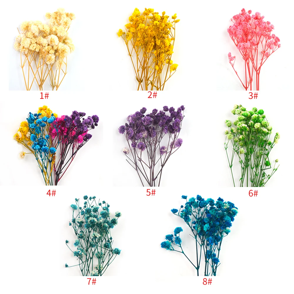 

Beautiful Millions Stars Natural Plant Pressed Dried Flowers Flores Secas Para Resina Epoxi For Home Wedding Christmas Crafts