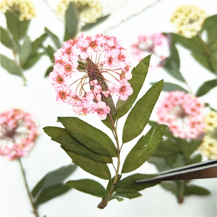 12 шт. натуральные прессованные мини нарциссы с ветками Вечные лепестки DIY