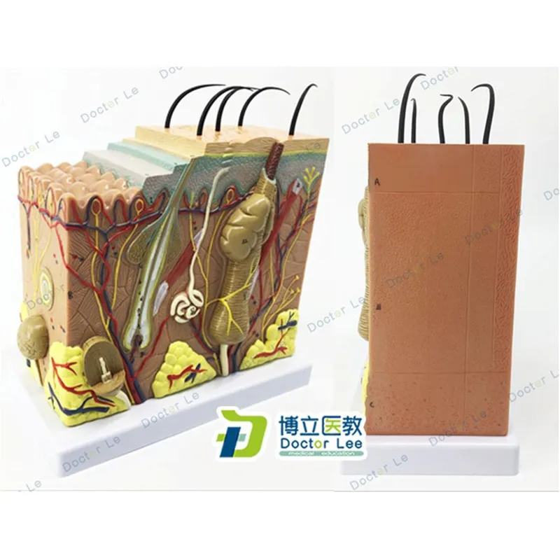 Модель кожи увеличенная анатомическая модель в 50 раз для научных классов