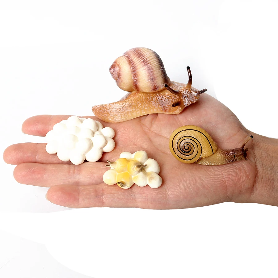 Моделирующие моллюскосы фигурка жизненного цикла модель животного украшение