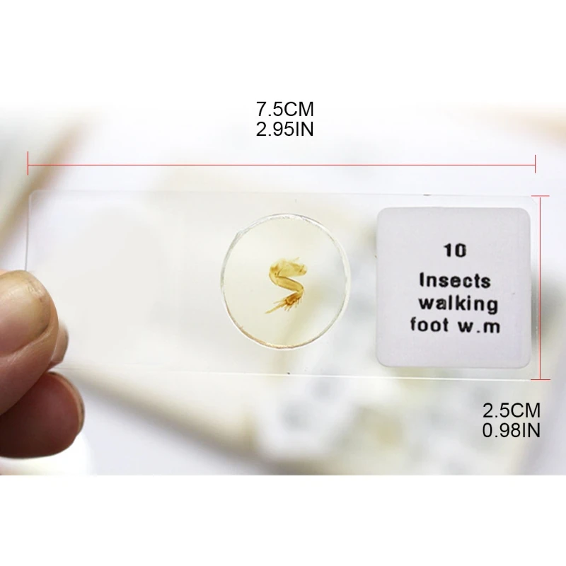 

2021 New Prepared Microscope Slides Set Professional Specimens for Kids Student Use