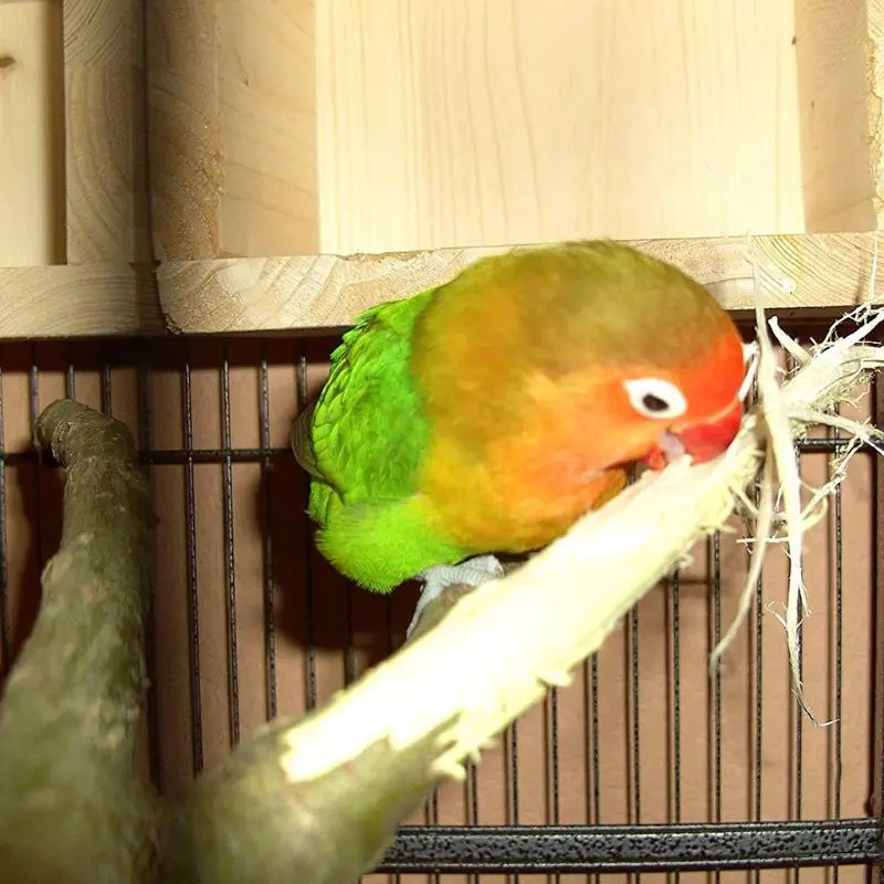 

10Pcs Parrot Stand Rod Natural Wood Fork Perch Hanging Swing Pet Chewing Toys