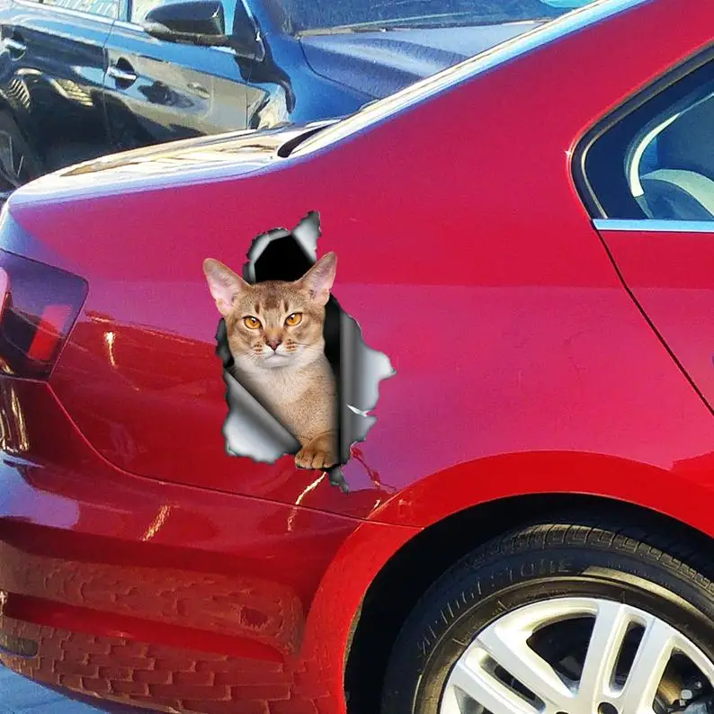 

2021 Abyssinian cat car decal , Abyssinian cat magnet, Abyssinian cat sticker