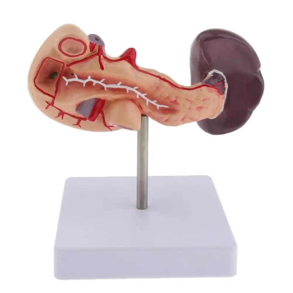 

LifeSize Anatomical Human Pancreas Duodenum Spleen Model Anatomy Medical supplies