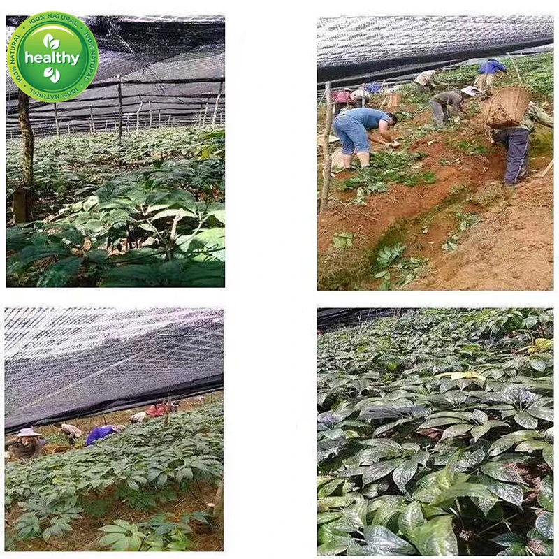 

Natural Wild Pure Notoginseng Powder,Notoginseng Pseudo-ginseng,Panax Natoginseng,NOTOGINSENG RADIX ET RHIZOMA 10 Years 35 Heads