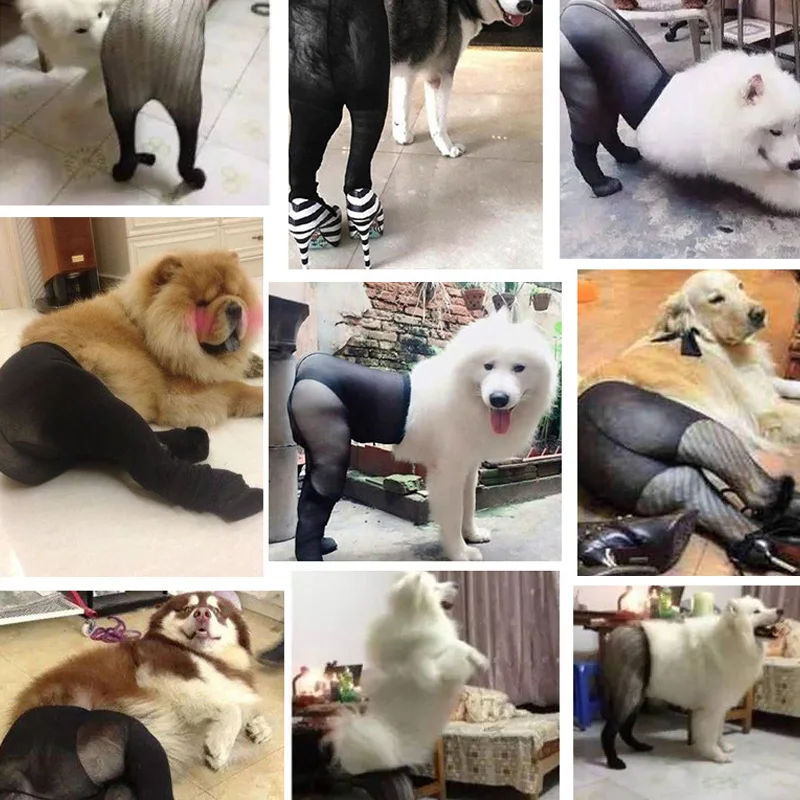 

Pet Dog Funny Silk Stockings Dog Photo Taking Props Imitating Costume Supplies for Large and Medium Dogs DIN889
