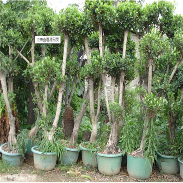 10 шт. бонсай с корицей комнатное вечнозеленое дерево корицей| |