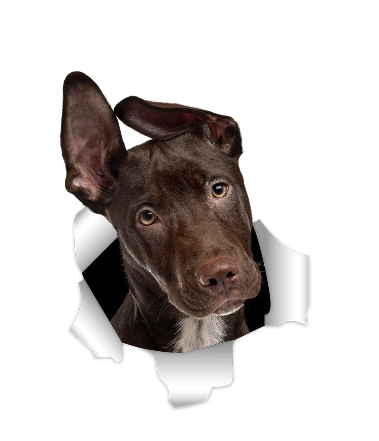 

3d-наклейки Three Ratels с изображением собаки, супер-Наклейка на стену, наклейка на автомобиль, велосипед