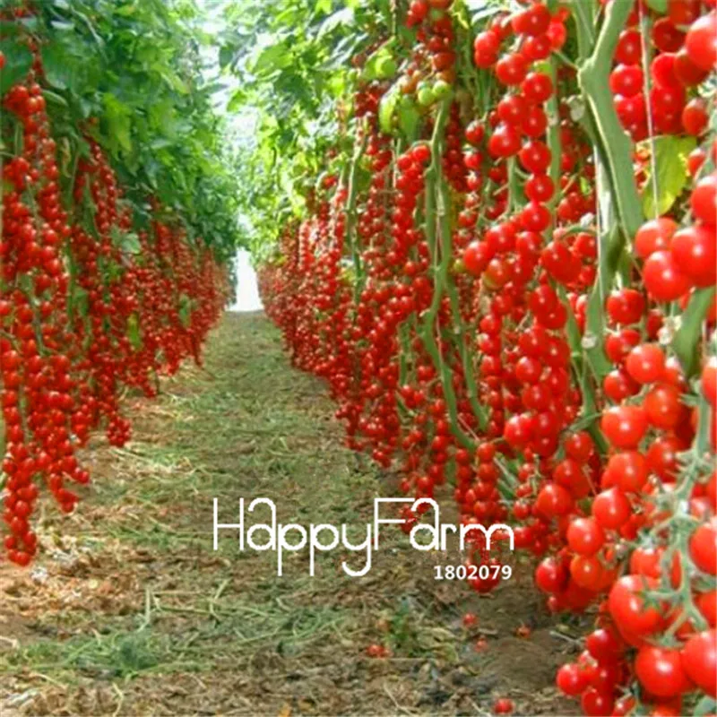 New Fresh 20 Pcs/Lot Rainbow Tomato Plants, bonsai organic vegetable& fruit Plantas,potted plant for home&garden - Цвет: 16