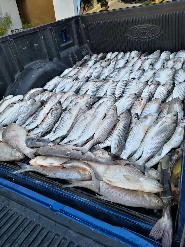 12V Рыбалка светильник светодиодный подводный рыболовная наживка с подсветкой