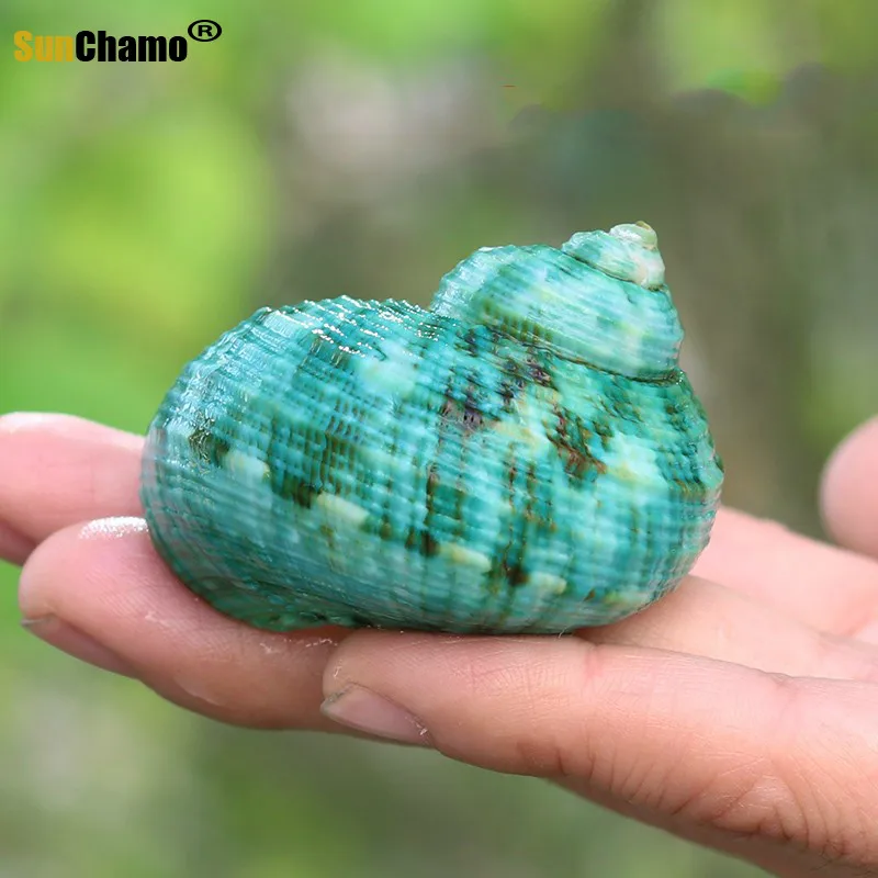 Ракушка из натуральной раковины для рыб-отшельников особые украшения аквариума