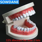 1:1 зубная модель для взрослых стандартная 28 шт. зубных протезов пластиковая модель для обучения полости рта модель зубов
