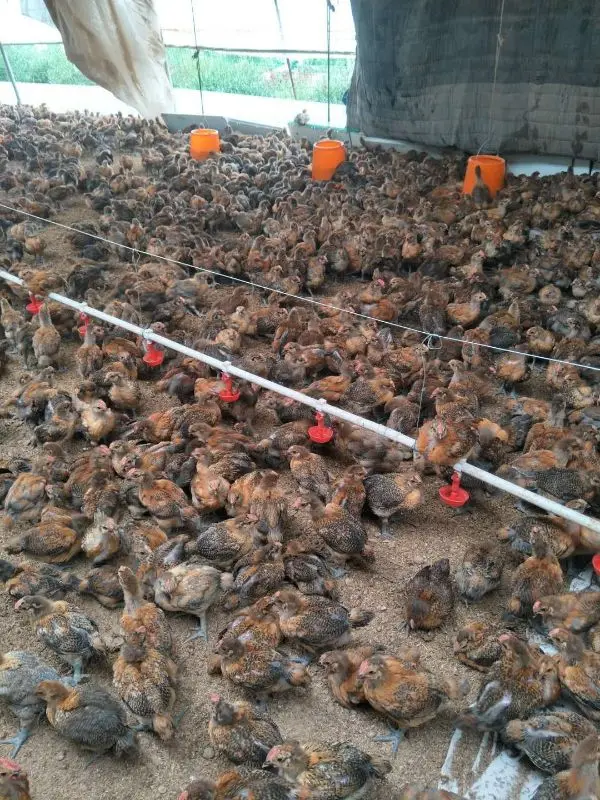 10/20 шт куриные подвесные чашки Автоматическая Питьевая чаша для цыплят перепелов