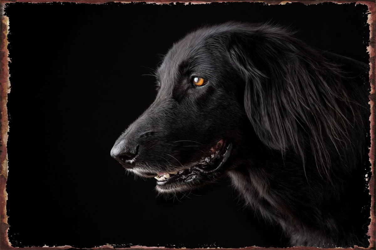 

Настенный декор с милой черной собакой, украшение для комнаты, Ретро винтажный металлический знак, жестяные таблички для художественного о...