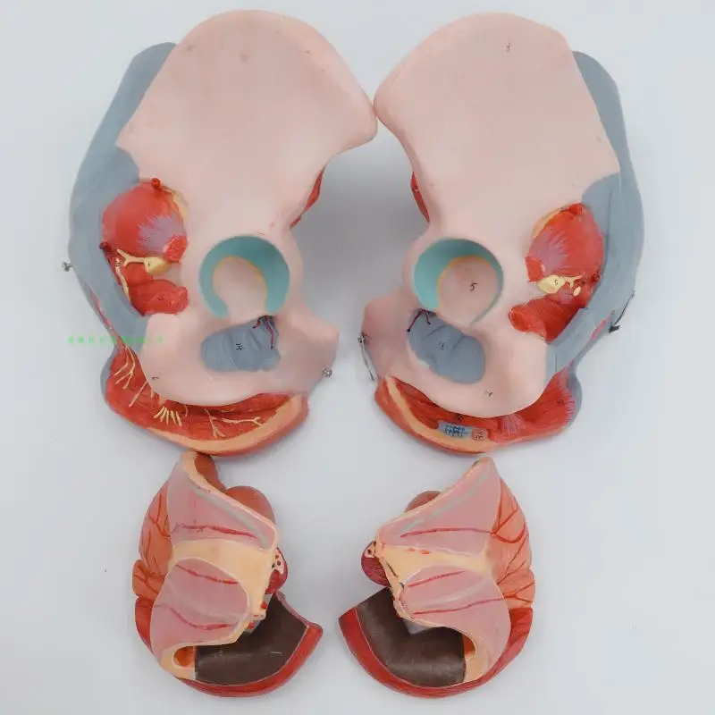 Модель таза для женщин из ПВХ модель тазового дна мышц и нервов с поясничной