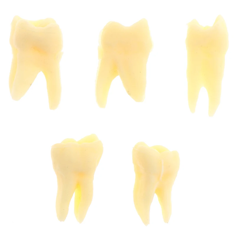 

28X Resin Full Mouth False Tooth Model Dental Oral Permanent With Root Simulated