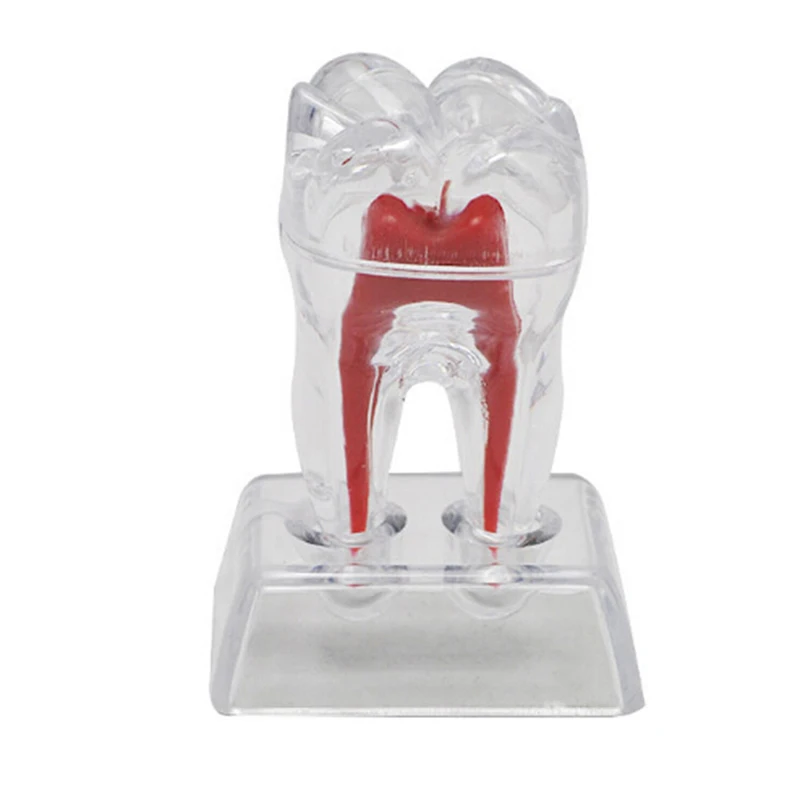 

Transparent Removable Dental Teeth Model Implant Model Teeth Model Teaching Teeth Tool Dental Adult Typodont For Medical Science