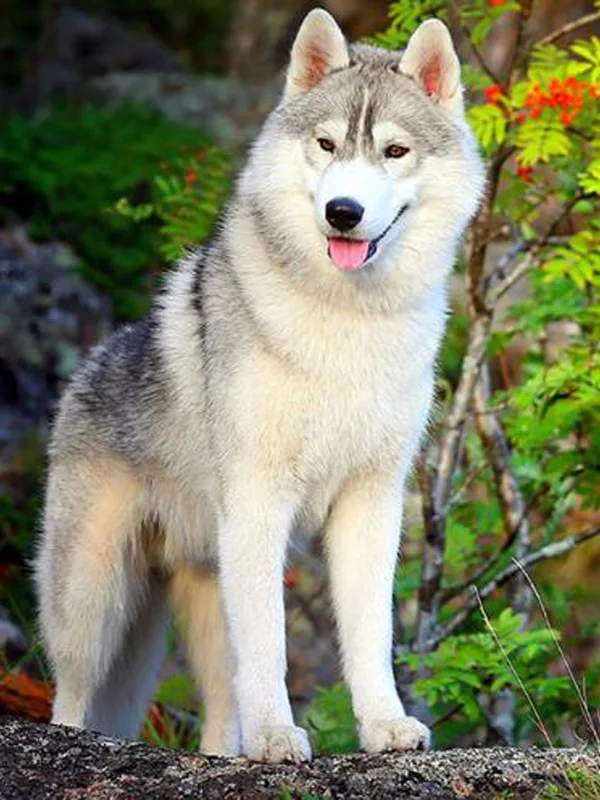15 5d Животные Собака серия Diy Алмазная картина Huskies Алмазная вышивка Собаки Полный Круглый Diy Алмазная мозаика наклейки на стену рукоделие - Цвет: 15