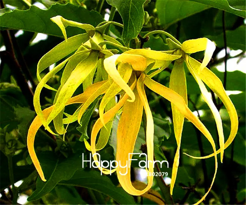 100 шт./лот бестселлер! Cananga odorata, Ylang-Ylang дерево, контейнер или комнатные растения, цветы бонсай