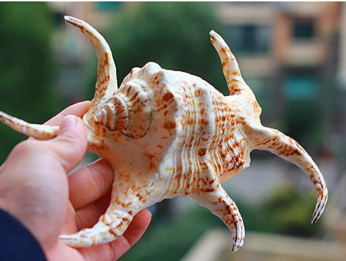 Ракушки ремесла натуральные жемчужные четыре большие известные ракушки