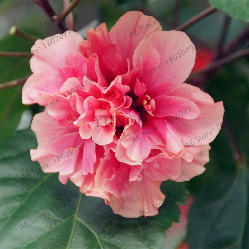 50 шт./пакет смешанный цвет Гибискус mutabilis цветок flores обеденная тарелка Гибискус Многолетние цветы для украшения дома, карликовые деревья садовое насаждение - Цвет: 4