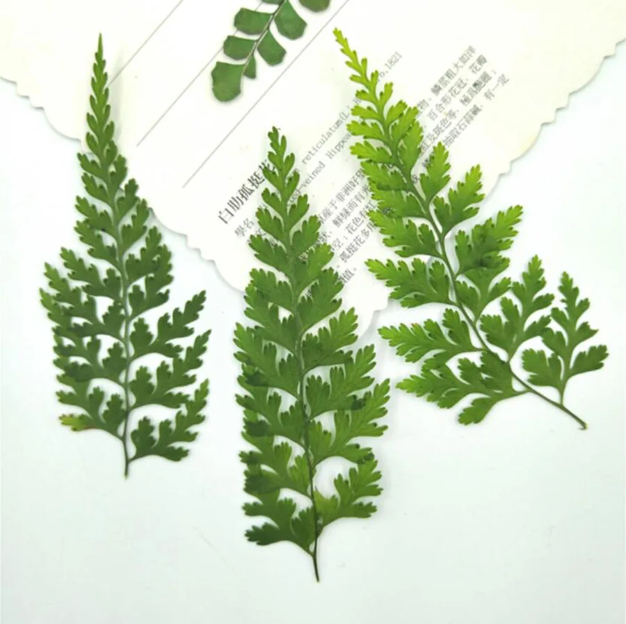 100pcs Pressed Dried Pteris Cretica L. Leaves Plant Herbarium For Jewelry Postcard Invitation Card Phone Case Bookmark DIY | Дом и сад