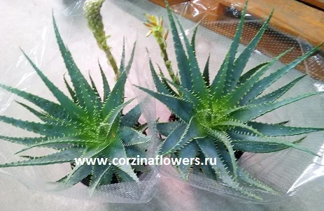 Алоэ Арборесценс древовидное KR462 |