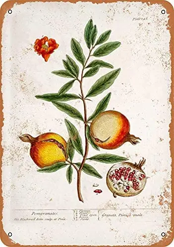 

Metal Sign - Vintage Look 1737 Pomegranate Botany Plate 8 x 12 Inches