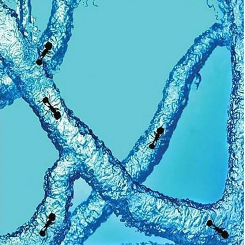 

Safely Diy Ant Tower Gel Maze Ant Farm Works Workshop Educational Edible Grade Glue Live Habitat Feeding Kid Secure Toy