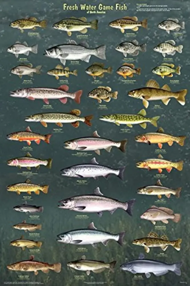 

Picture Peddler Fresh Water Game Fish of North America Laminated Educational Reference Chart Print Poster