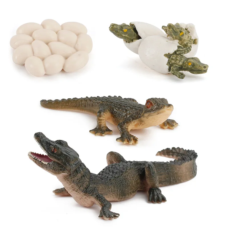 

1Set Simulation Wildlife Amphibian Animal Model Crocodile Growth Cycle Figurines Collection Science Educational Toy Nature Props