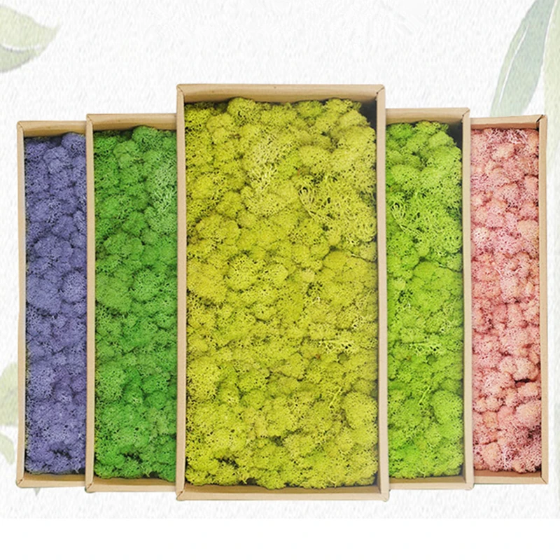

200g/lot,Grade A Natural Fresh Sphagnum Moss,Real Eternal Dried Flower for DIY Preserved Flowers Decorations,gift Box Filler