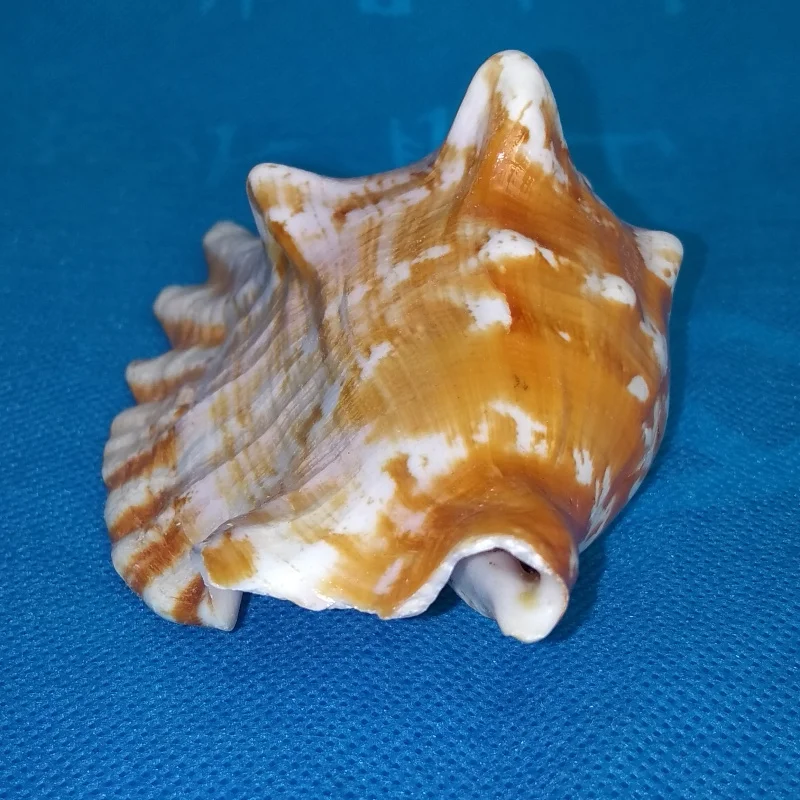 

Natural conch shell, purple show, phoenix snail, aquarium fish tank landscaping, home decoration, window design, photo decoratio