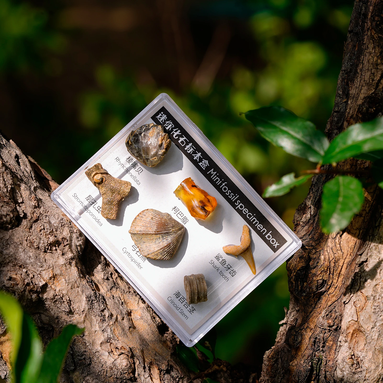 

6pcs Natural Mineral Rock in A Box Specimens Stone Collectible