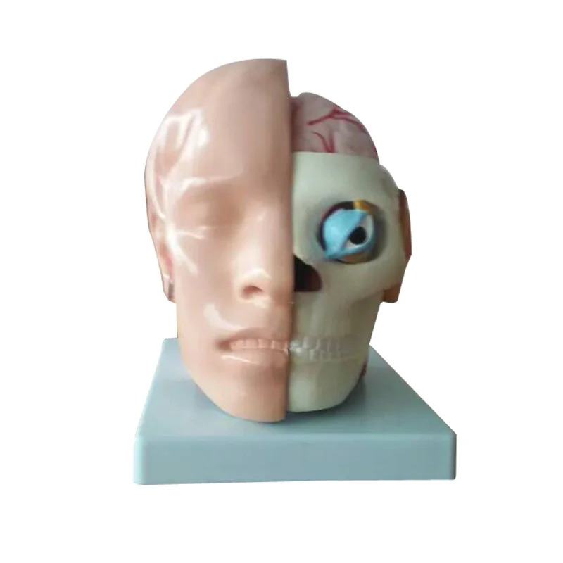 BIX-A1064 Human Head Model With Cerebral Artery Medical Model