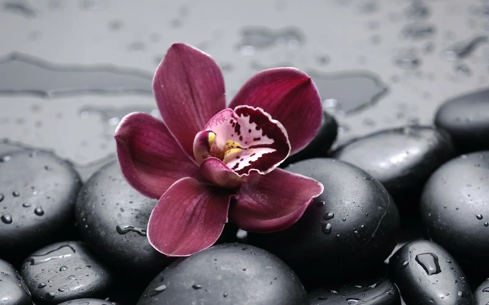 

Beautiful Flower Art Silk Poster Print 24x36inch