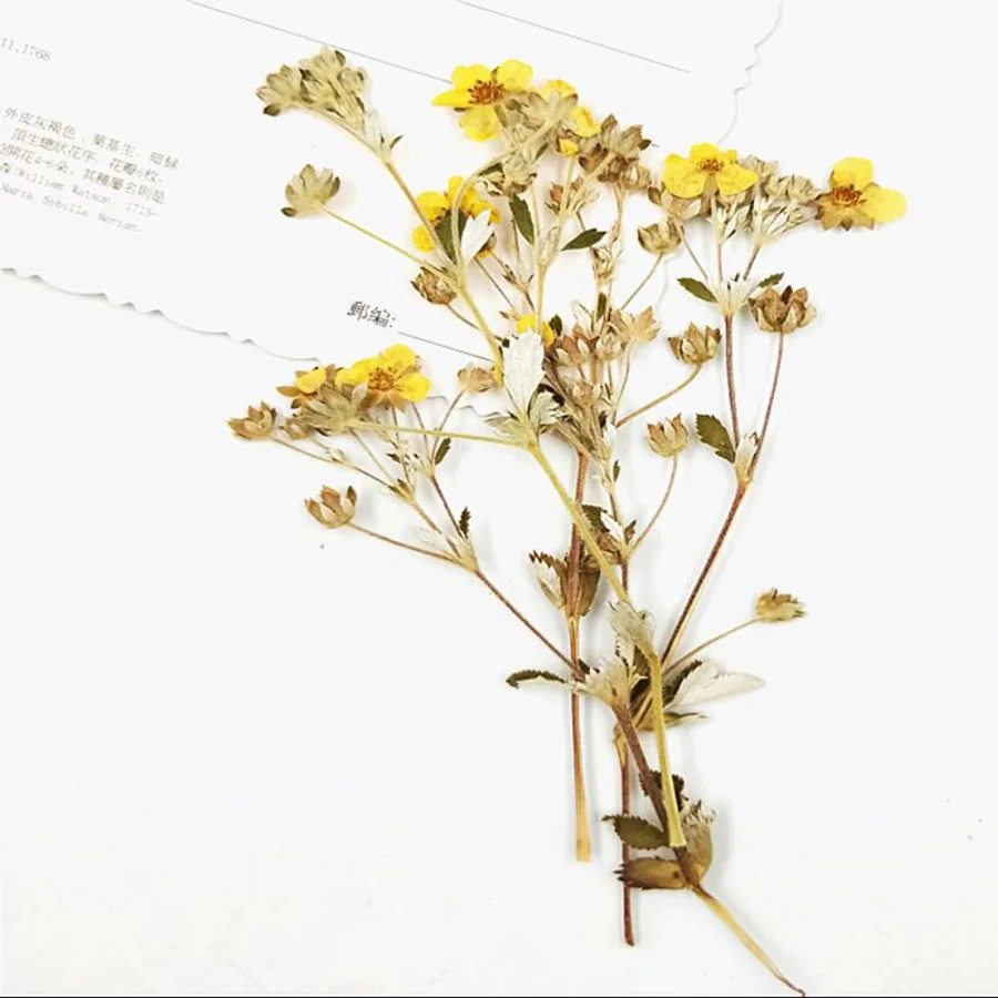 

100pcs Side Pressed Dried Gold Rosa Multiflora Flower Plant Herbarium Jewelry Postcard Invitation Card Phone Case Bookmark DIY