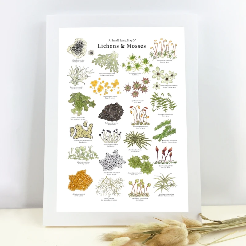 Настенная картина Картина на холсте рисунок леса лишайки мхи природа Фотофон для